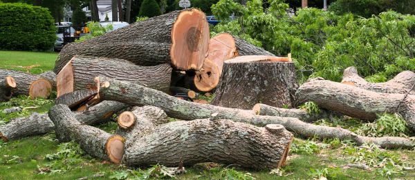 Cost of Large Tree Removal in Lebanon