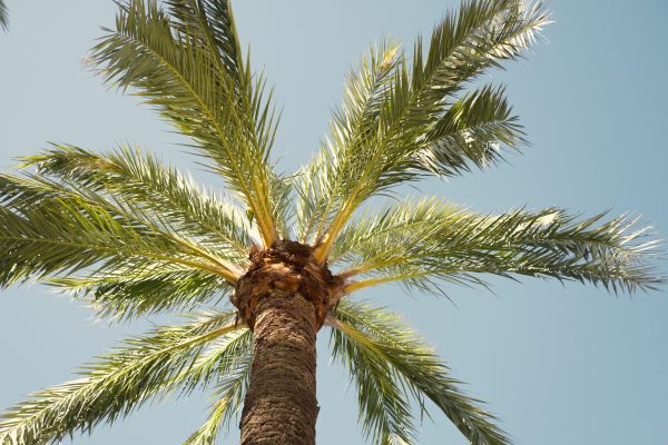 Cost of Palm Tree Removal in Lebanon