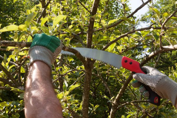 Cost of Small Tree Removal in Lebanon