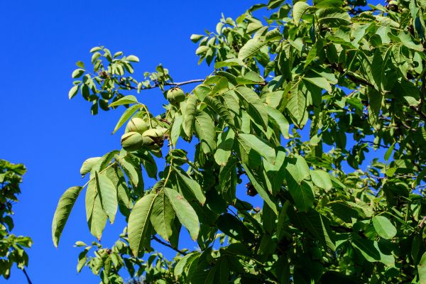 Cost of Walnut Tree Removal in Lebanon