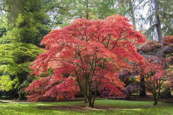 Cost of Maple Tree Removal in Lebanon