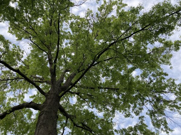 Cost of Oak Tree Removal in Lebanon