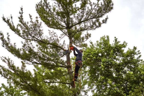 Cost of Pine Tree Removal in Lebanon