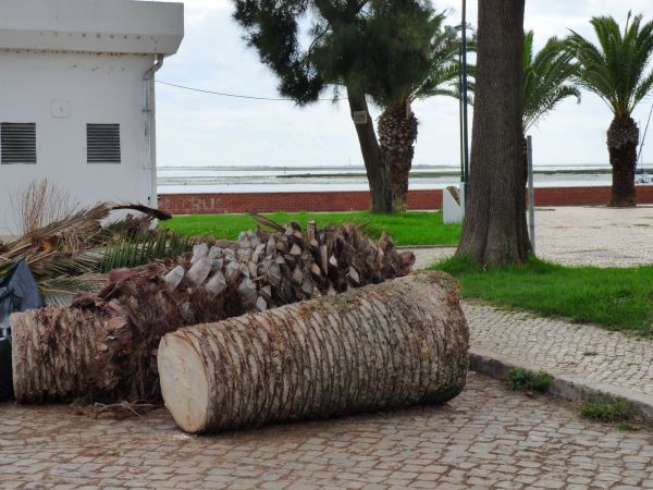 Cost of Palm Trees Removal in Lebanon