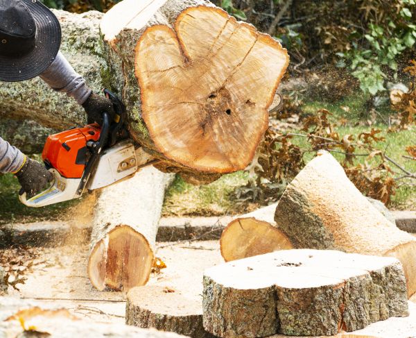 Cost of Tree Removal Service in Lebanon