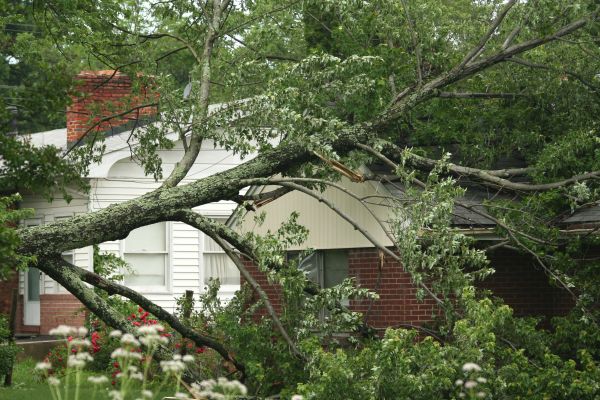 Cost of Emergency Tree Removal in Lebanon