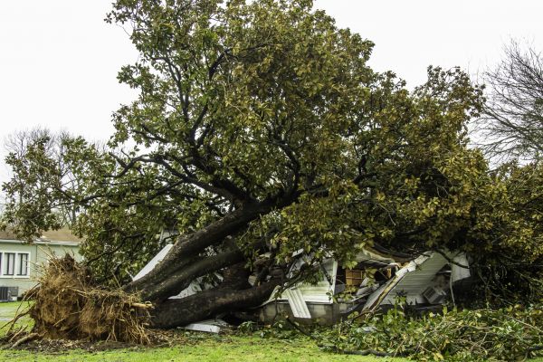 Cost of Fallen Tree Removal in Lebanon