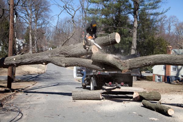Cost of Residential Tree Removal in Lebanon