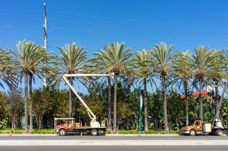 Palm Trees Removal