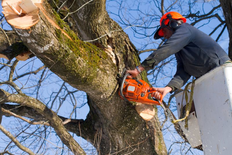 Professional Tree Removal